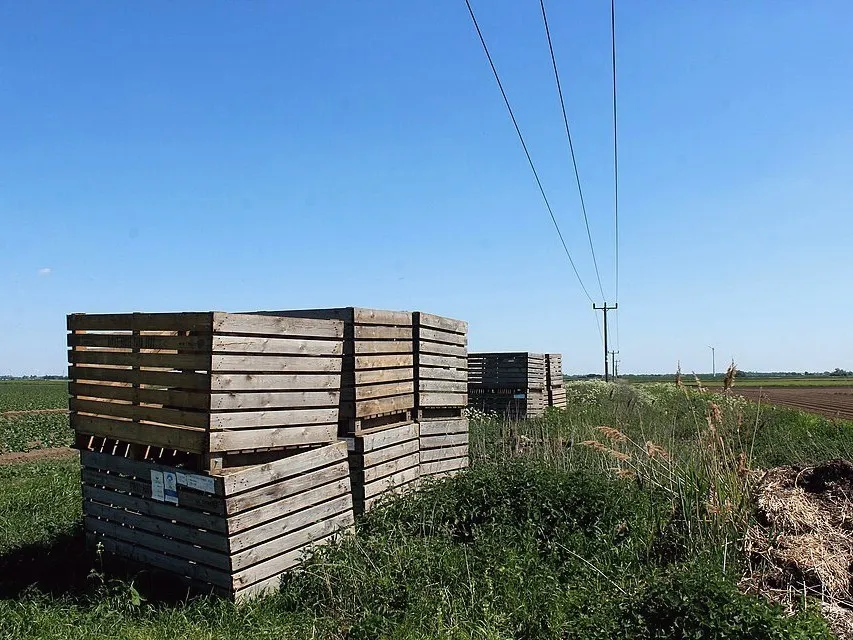 Empty wooden harvest crates stacked in a field, power lines overhead.