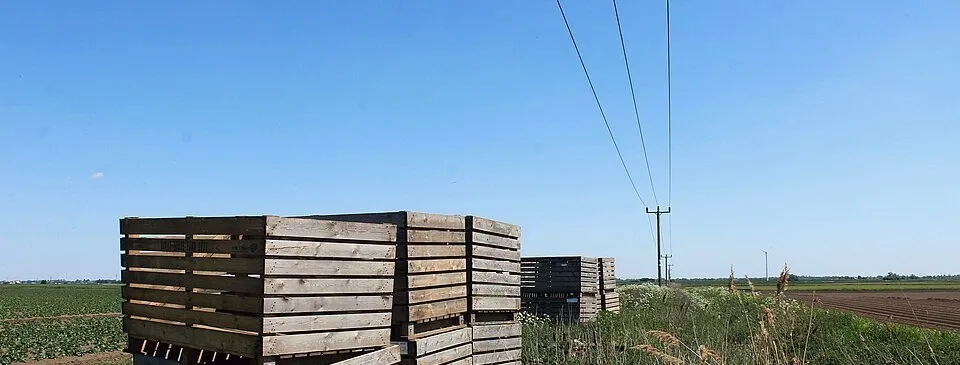 Empty wooden harvest crates stacked in a field, power lines overhead.